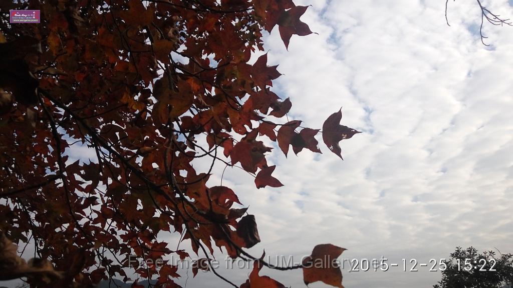 20151225red leaves-IMG_152206.jpg